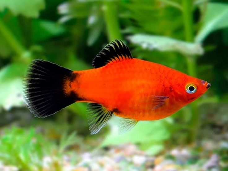 Black tail platy