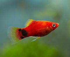 Red platy