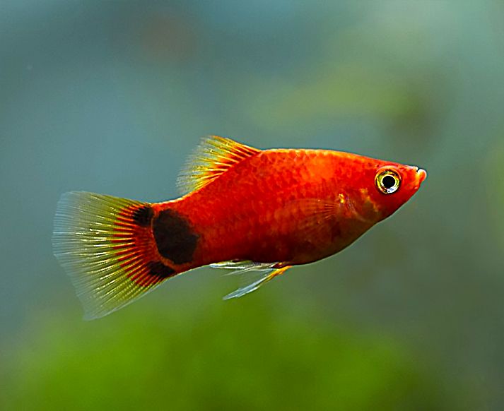 Red platy